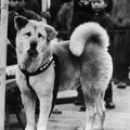 Hačiko: Najverniji pas na svetu puni 100 godina
