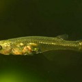 Životinje: Tako male, a tako glasne - naučnici otkrili da male ribe prave buku poput pucnja