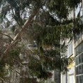 Drvo se naslonilo na krov: Incident u Priboju, sekli stabla, a jedno nije palo na predviđenu stranu