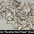 Mrtva riba na obalama reka u Srbiji: Šta je uzrok pomora?