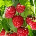 Ovo voće je rekorder na srpskim pijacama: Najmanje 800 dinara za kilo!