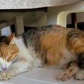 Tihi heroji velikog srca su svuda oko nas! U trenutku kada je presa trebalo da sabije otpad, Marko je spazio malo klupko na…