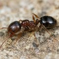 Neobičan parazit čini da mravi žive 10 puta duže i navodi druge mrave da ih obožavaju kao kraljice