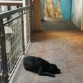 Udruženja za zaštitu životinja traže povlačenje Nacrta zakona o dobrobiti životinja