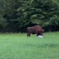 Jezivi susret oči u oči sa zveri! Razbesnela grdosija oborila turistu u šumi, usledila drama: Brza i domišljata reakcija…