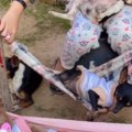 Mala sofija brine o svojim psima kao da su bebe Kako ih samo ljulja, rastopićete se! (video)