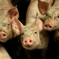 Ponovo afrička kuga svinja u Bogatiću: Eutanazirana 41 svinja zaražena tim virusom