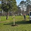 Počela sadnja drveća u zoni Gradskog stadiona „Čika Dača“ u Kragujevcu