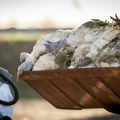 Francuska: Na farmi ćurki otkriven soj visoko patogenog ptičijeg gripa