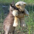 „Želim ovaj posao“: Kako se beba kengura igra sa svojom „mamom“ /video/