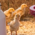 Pronađena salmonela u hrani za piliće poreklom iz Srbije!