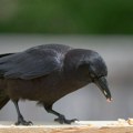 (Video) Vrana ukrala smoki sa trafike Snimak ima skoro dva miliona pregleda, komentari su urnebesni: "Kako objasniti šefu da…