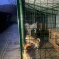 U naselju Neštin u Bačkoj Palanci psi usmrtili ženu, uhapšen vlasnik pasa