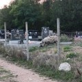 SELO PRISJAN: Sve je počelo krajem marta od seoskog groblja! I meštani i gazda pozivaju se na zakone! Šteta velika, svinje i…