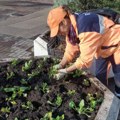 Ekipe „Mediane“ na terenu: čišćenje, pranje ulica i uređenje zelenih zona
