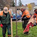 Крагујевац добија нове зелене површине: почела садња 110 садница широм града