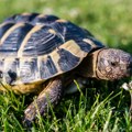 Stogodišnja kornjača Troter ponovo hoda nakon amputacije noge