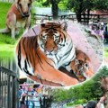 Poklon grada: Svi đaci prvaci u Srbiji mogu besplatno u jagodinski Zoo vrt 2. i 3. septembra! Važi i za roditelje, bake i…