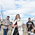 Tradicionalno orezivanje vinograda „Tikveš“ za Sv. Trifuna: Vinarija koja uvodi ESG standarde