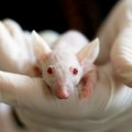 Miševima tokom eksperimenta slučajno izrasle noge umesto genitalija /foto/