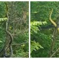 Ogromna zmija dugačka preko 3 metra snimljena u Hercegovini (VIDEO)