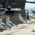 Dobar dan, Novosađani, hoće li preliti?