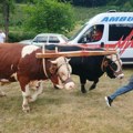 Donji Vakuf: Penzioner došao iz Austrije na koridu i poginuo od bika