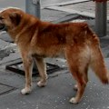 Užas u Kragujevcu: Pas lutalica napao dečaka (10) ispred porodične kuće