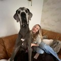 Donela sam psa kao štene kući i nisam mogla da verujem šta ću dočekati: Kad ga šetam ulicom, ljudi nas gledaju u neverici