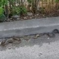 Zmije usred grada: Građani Sarajeva u panici, oglasili se stručnjaci (video)