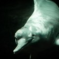 Delfin Oliver snimljen pod morem u Hrvatskoj: Stručnjaci upozoravaju da mu se kupači ne približavaju