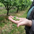 Topola: Grad uništio plodove koji su prethodno stradali u prolećnim mrazevima