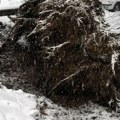 Drama u centru Beograda: Pod težinom snega srušilo se masivno drvo na automobile!