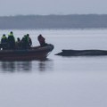 Pokušaji spasavanja grbavog kita se prekidaju: "Dalji pokušaji bi bili protiv dobrobiti životinja"