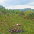 (Foto) Otrovana strogo zaštićena ptica Horor kod Svrljiga: Muškarac (57) pokušao da sakrije tragove, ubrzo je uhapšen