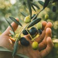 Duh Sredozemlja na jugu Srbije: Mediteranske biljke stare i po 500 godina rastu u Toplici