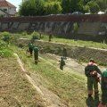 U toku košenje i suzbijanje ambrozije
