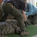 Neobičan ljubimac - u kući pronađen aligator težak 340 kilograma: Pliva sa decom u bazenu, slep je, ima probleme sa kičmom…