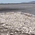 VIDEO: Zbog velike suše uginulo više hiljada riba u jezeru u Meksiku