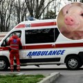 Užas u Aleksincu! Ženu izujedala svinja po celom telu, polomljeno joj rebro i pršljen, hitno prevezena u UKC Niš