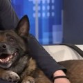 Novosadski krzneni heroj Zigi koji je spašavao ljude u Turskoj otišao u penziju, menja ga spasilački pas Zita
