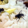 Dosadne muve bežaće glavom bez obzira Isprobajte ovu domaću mešavinu od samo tri sastojka i rešite ih se zauvek!
