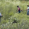 Rat protiv ambrozije u Sremskim Karlovcima Preventivna ofanziva na korov kreće već u maju