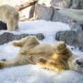 Praški zoološki vrt rashlađuje životinje tonama leda