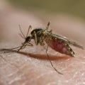 Virus Zapadnog Nila širi se Evropom: Više od 240 slučajeva u sedam zemalja