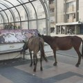 Još jedan konj stradao u Nišu iz krda koje se slobodno kreće gradom