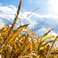 RZS: U Srbiji više pšenice, soje, repe i suncokreta a manje kukuruza, malina i višanja