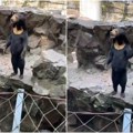 Još jedan snimak "kineskih" medveda zapalio mreže! "Ma ovo je sigurno čovek u kostimu", stoji na dve noge i maše ljudima