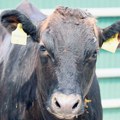 Japanske vagi krave stigle u Srbiju
