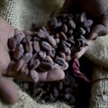 Gana povećala otkupnu cenu kakaa od domaćih farmera za više od 63 odsto